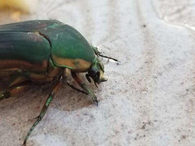 green june beetle