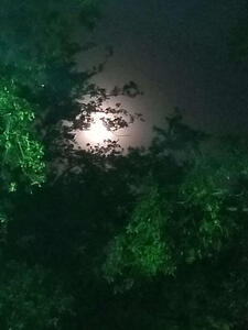 night