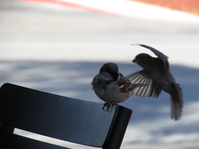 sparrows