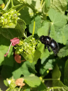 carpenter bee